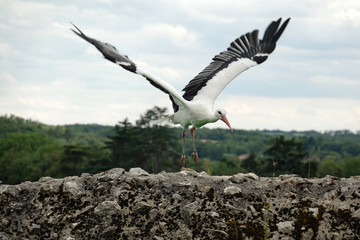 Cigogne Blanche s'envolant