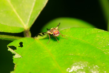 Fototapeta premium Rhagoletis pomonella