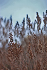 grass on background of blue sky