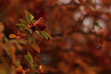 red autumn leaves