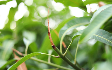 Green background of mango leaf.