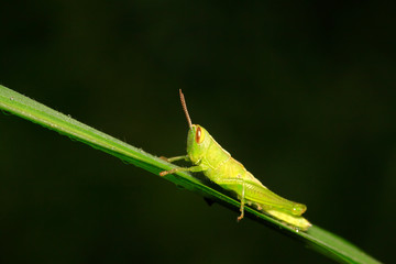 Oxyachinensis on plant