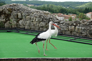 Cigogne Blanche 