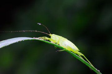 longhorned grasshoppers nymphs