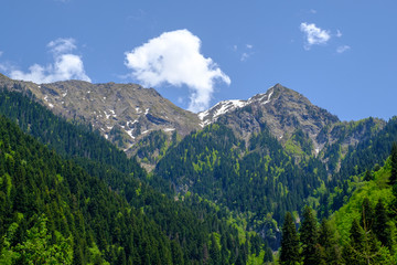 Fototapeta premium Mountain summer landscape, meadow with pine trees among the green grass, the snow lie on peak of mountain range. Scenic view. Georgia country, Racha region.