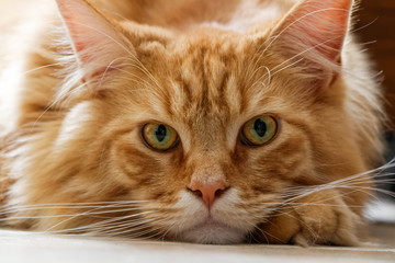 Chat Maine Coon en gros plan