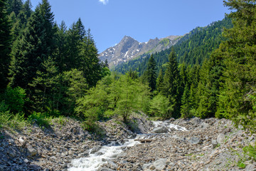 Fototapeta na wymiar Narrow stream or creek flowing from caucasus mountains between pine tree forest. Scenic view. Georgia country, Racha region.