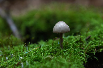 Single white-gray mushroom on green  moss in forest