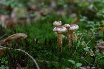 Mushrooms growing on fresh green moss in forest