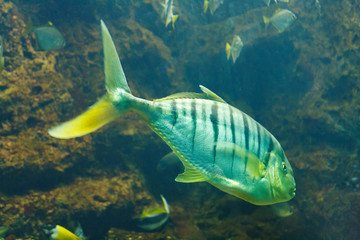 Golden trevally (Gnathanodon speciosus), also known as the golden kingfish, banded trevally in their habitat
