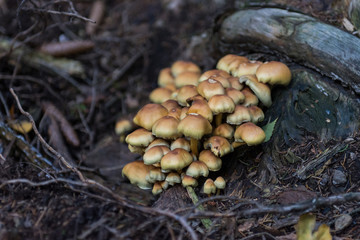 Family of brown mushrooms on tree trunk in forest