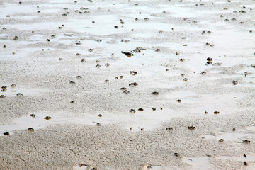 Small crabs on the beach
