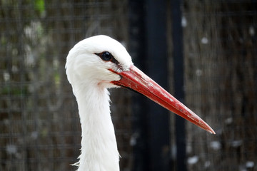 bec d'une Cigogne Blanche 