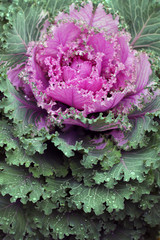 Decorative cabbage Nagoya JAPAN Brassica oleracea. Large bush of pink color. Bloom.