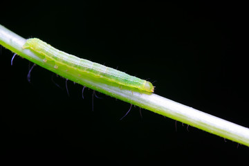tiny insects on plant