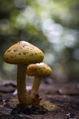 mushroom in forest