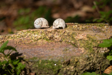 snail shell on rock