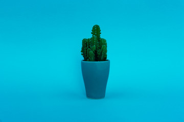 Background. Green cactus on a pink background in a blue pot. Abstraction.