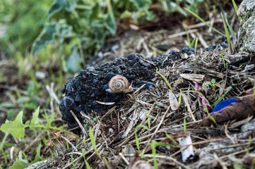 snails on a dirty spot in a park 