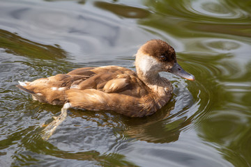 Little duck in the water