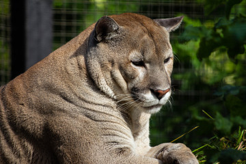 Large puma in the zoo