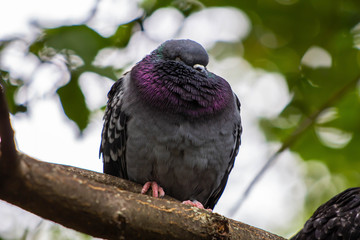 Little dove on a tree