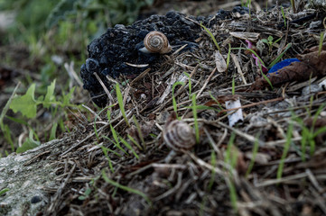 snails on a dirty spot in a park 