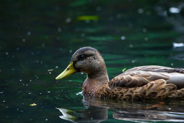 Little duck in the water