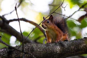 Little squirrel on a tree