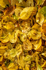 Texture of fallen leaves of different tree species on the ground.