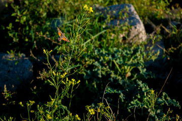humming butterfly on a flower
