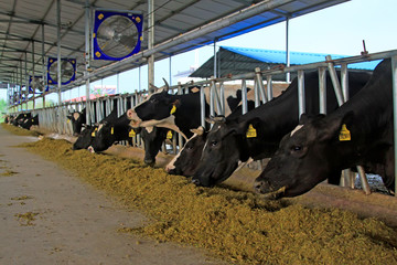 Cows eating feed in the farm