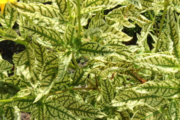 Top view of a plant with unusual leaves. Russia.