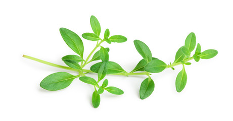 Fresh thyme spice isolated on white background