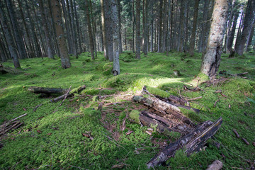 Schwarzwald im Herbst