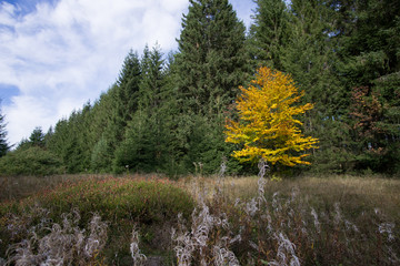 Schwarzwald im Herbst