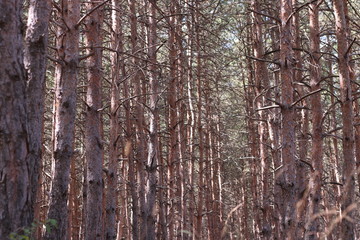 Obraz premium Pine forest. Trunks of pine trees.