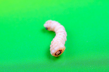 Monochamus alternatus larvae