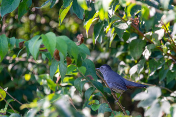 015-bird-wdsm-23sep19-12x08-008-350-3369