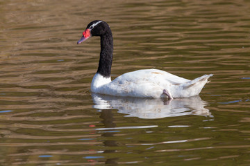 Black-Necked Swan. (Cisne de Cuello Negro). Latin Name: Cygnus Melancoryphus. R. Valparaiso. Chile