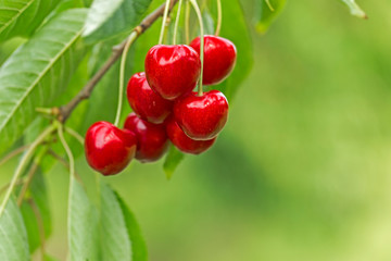 Sweet cherry red berries on a tree branch close up. Selective focus. Close-up of the fruits of a large dark red ripe sweet cherry on a branch in the garden against the background of bright green.