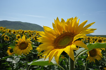 bright yellow sunflower field in Eastern Kazakhstan in summertime