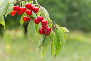 Sweet cherry red berries on a tree branch close up. Selective focus. Close-up of the fruits of a large dark red ripe sweet cherry on a branch in the garden against the background of bright green.