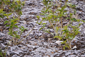 the first frosts in autumn, green leaves on the bushes and the ground is covered with rain. cold, change of seasons, change of temperature in the street