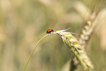 Marienkäfer auf Getreideähre