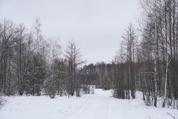 Fototapeta na wymiar Beautiful winter landscape on a background of trees and forest. Christmas and New Year mood. Snowfall and the view as in a fairy tale