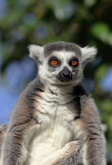 Close-up of a sitting lemur