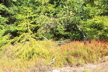 bayerische wald