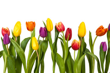 Bunte Tulpen Freisteller