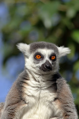 Close-up of a sitting lemur
